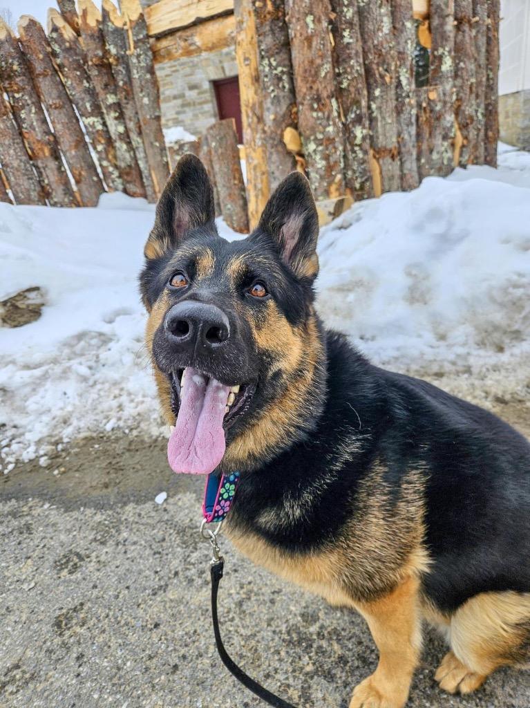 Enlarge Java, a Adoptable German Shepherd Dog in Gloversville, NY image 3/6