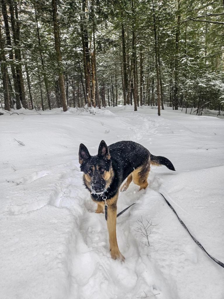 Java, Adoptable, Adult Female German Shepherd Dog.