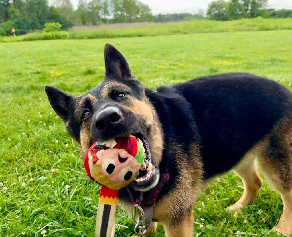 Java, a Adoptable German Shepherd Dog in Gloversville, NY image 3/6