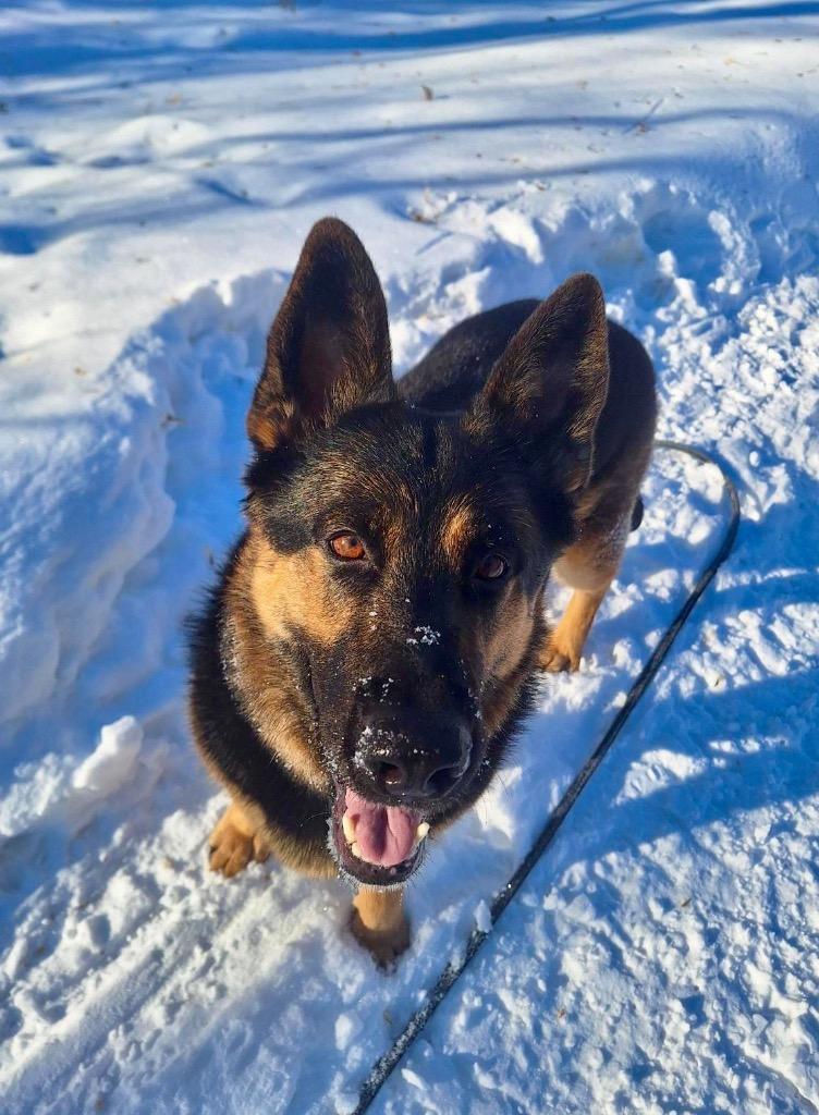 Enlarge Java, a Adoptable German Shepherd Dog in Gloversville, NY image 2/6