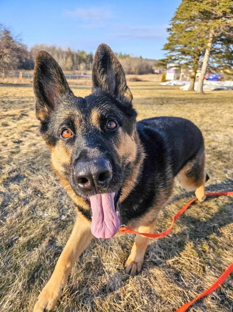 Java, a Adoptable German Shepherd Dog in Gloversville, NY image 4/6