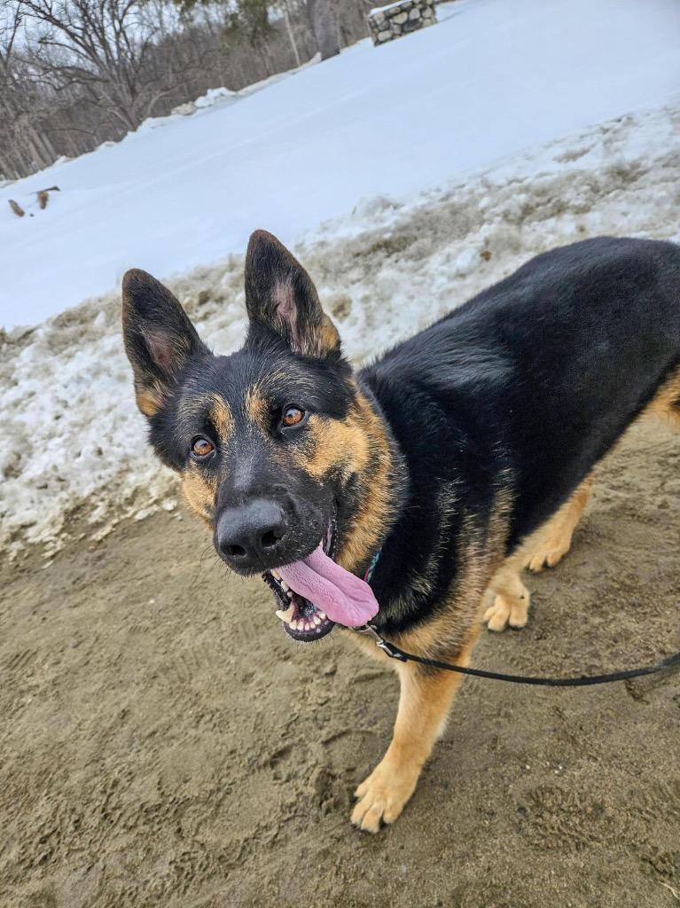 Enlarge Java, a Adoptable German Shepherd Dog in Gloversville, NY image 3/6