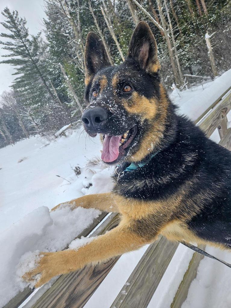 Enlarge Java, a Adoptable German Shepherd Dog in Gloversville, NY image 4/6