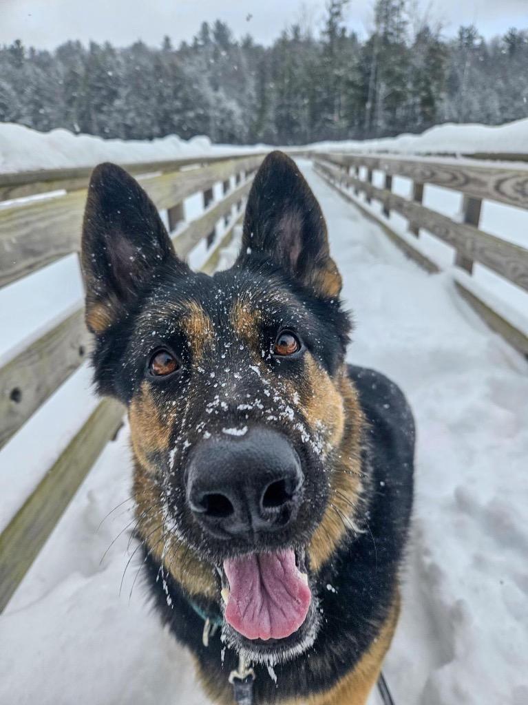 Enlarge Java, a Adoptable German Shepherd Dog in Gloversville, NY image 5/6