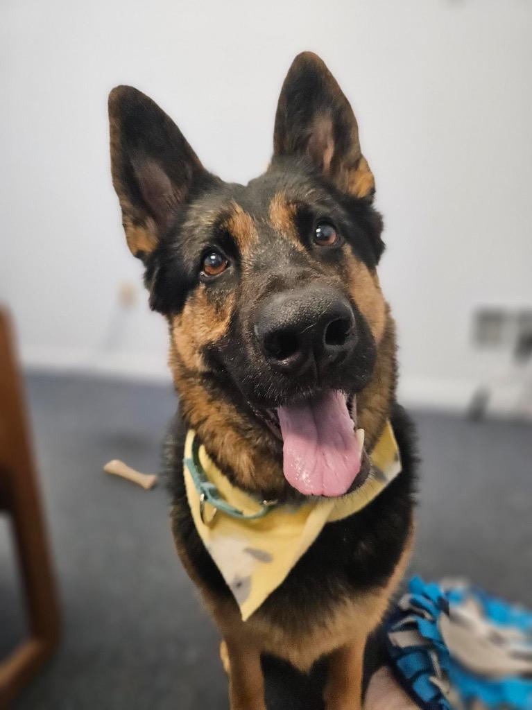 Enlarge Java, a Adoptable German Shepherd Dog in Gloversville, NY image 6/6