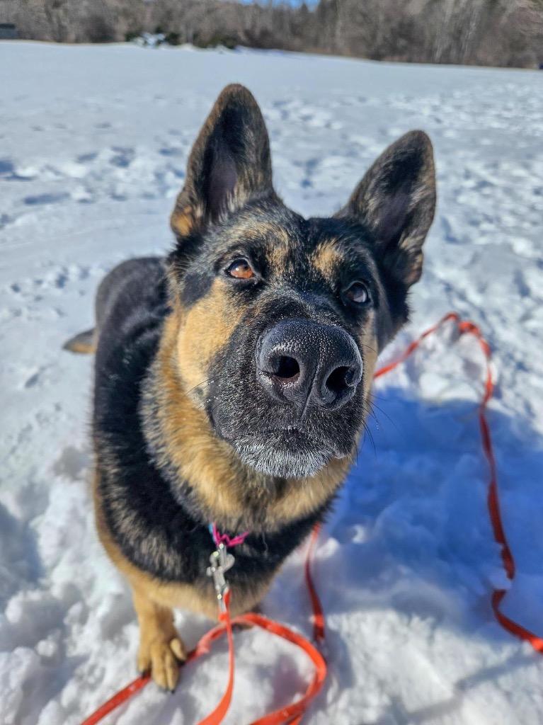 Enlarge Java, a Adoptable German Shepherd Dog in Gloversville, NY image 5/6