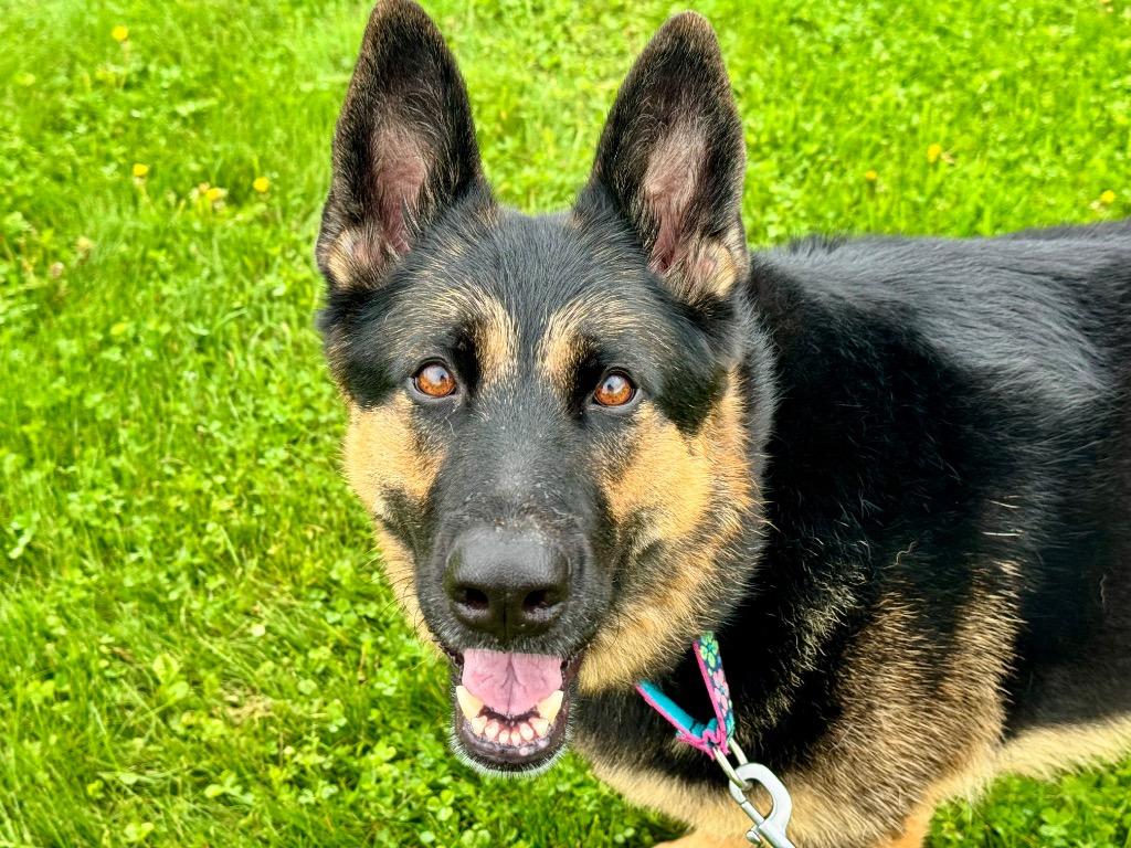 Enlarge Java, a Adoptable German Shepherd Dog in Gloversville, NY image 6/6