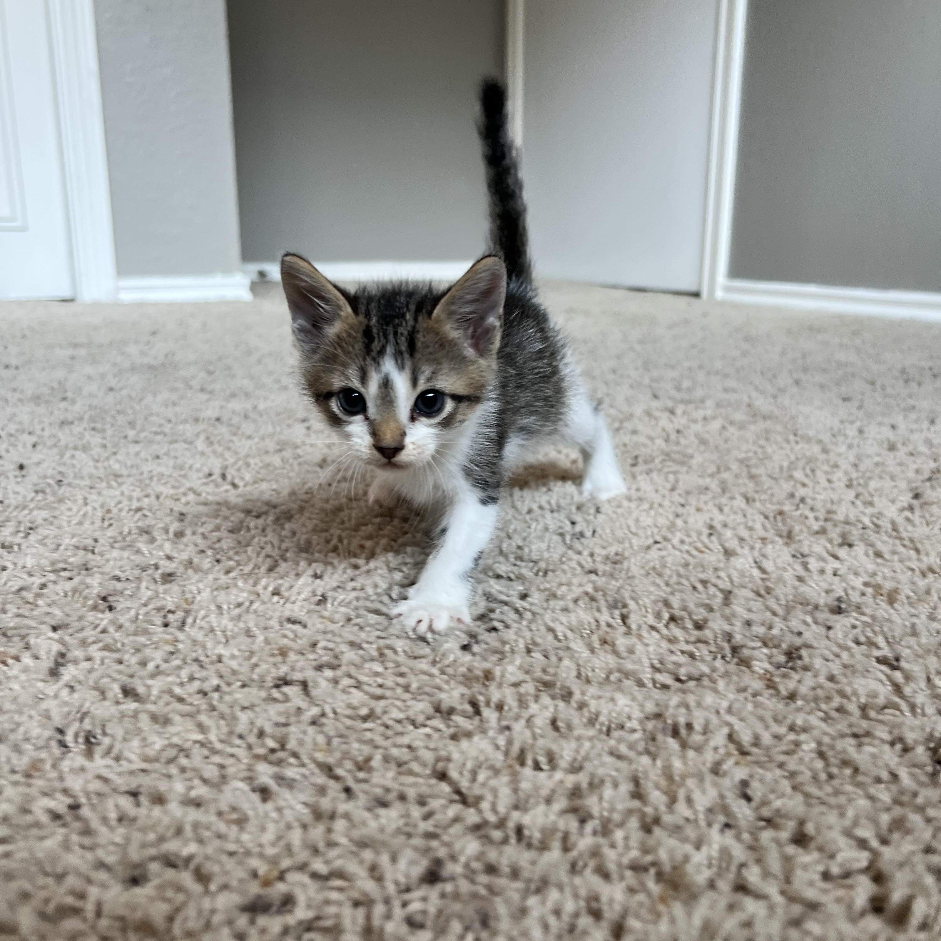 Itty, an adopted Tabby in Dallas, TX image 2/2