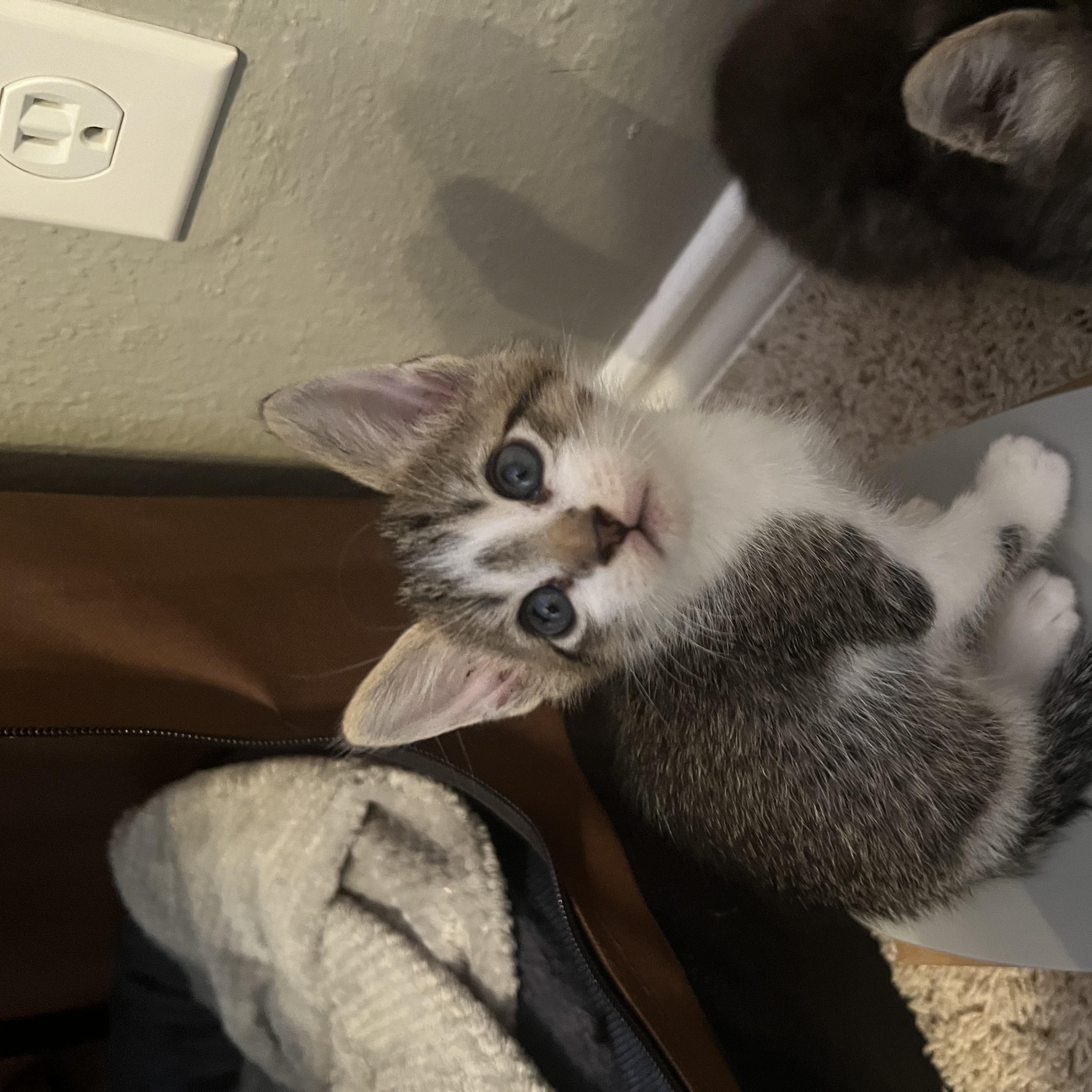 Itty, an adopted Tabby in Dallas, TX image 1/2