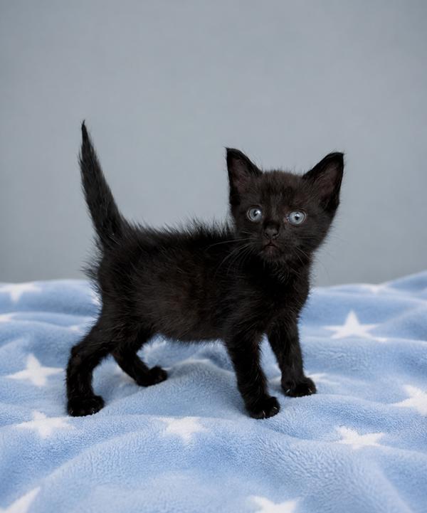 Enlarge Mac, a Adoptable mixed breed in Lafayette, LA image 1/1