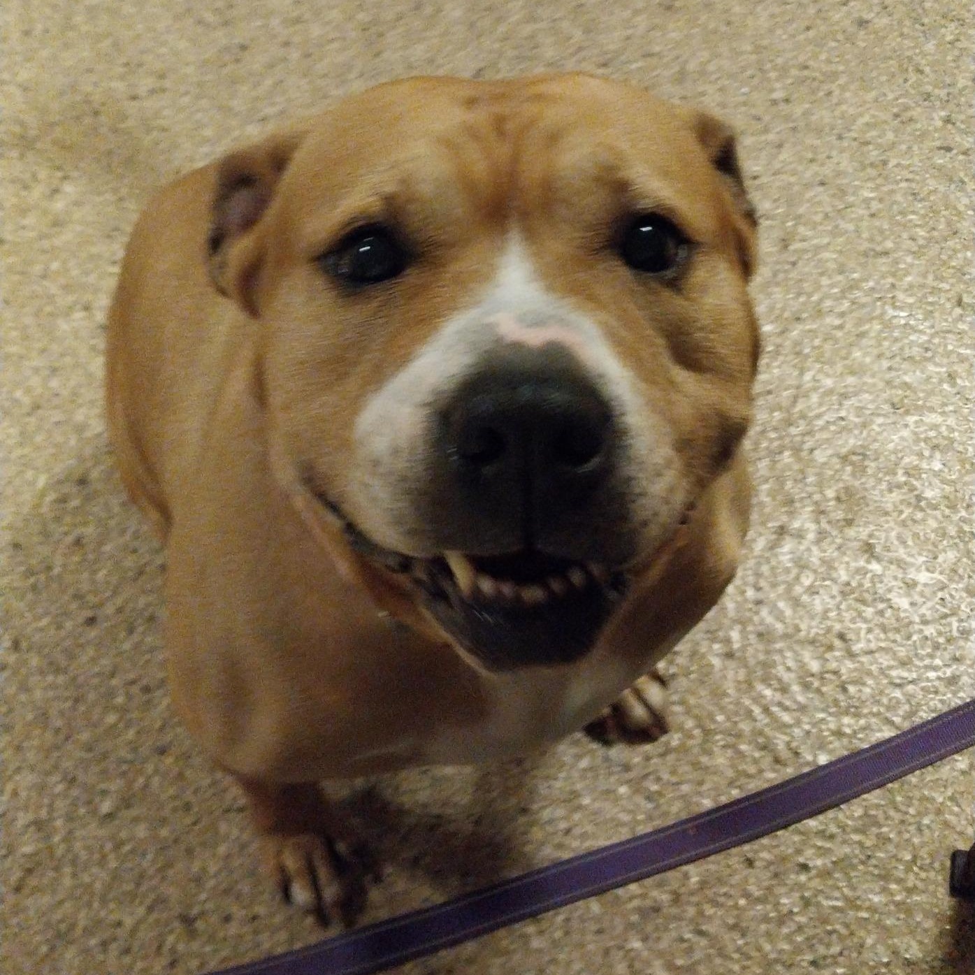Enlarge Bonnie, a ADOPTABLE mixed breed in Cape May Court House, NJ image 2/3