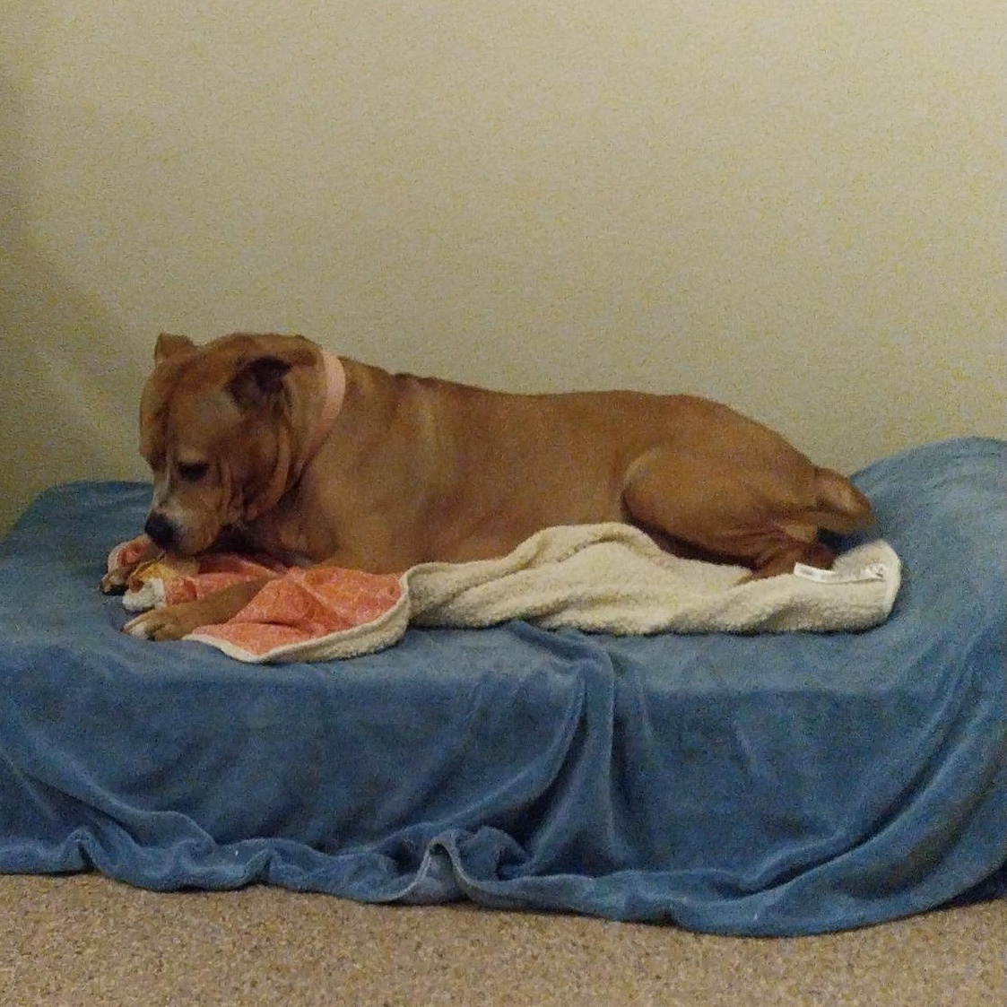 Enlarge Bonnie, a ADOPTABLE mixed breed in Cape May Court House, NJ image 3/3