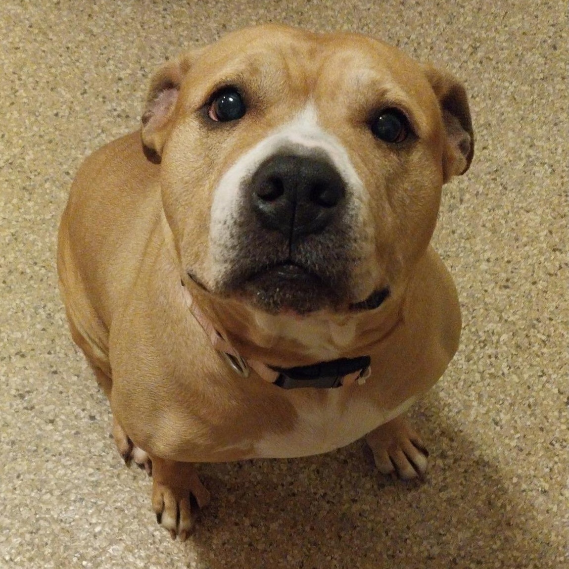 Bonnie, ADOPTABLE, Senior Female Boxer & Shar-Pei.