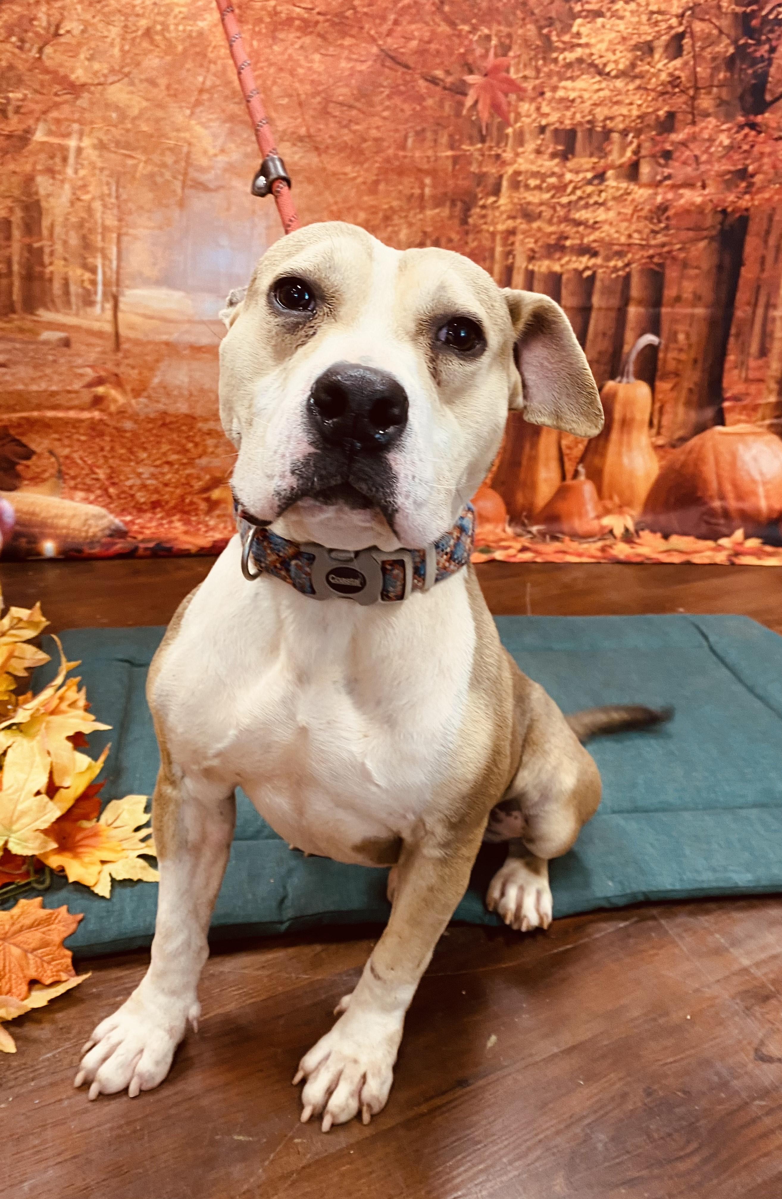 BUSTER, Adoptable, Adult Male Mixed Breed.