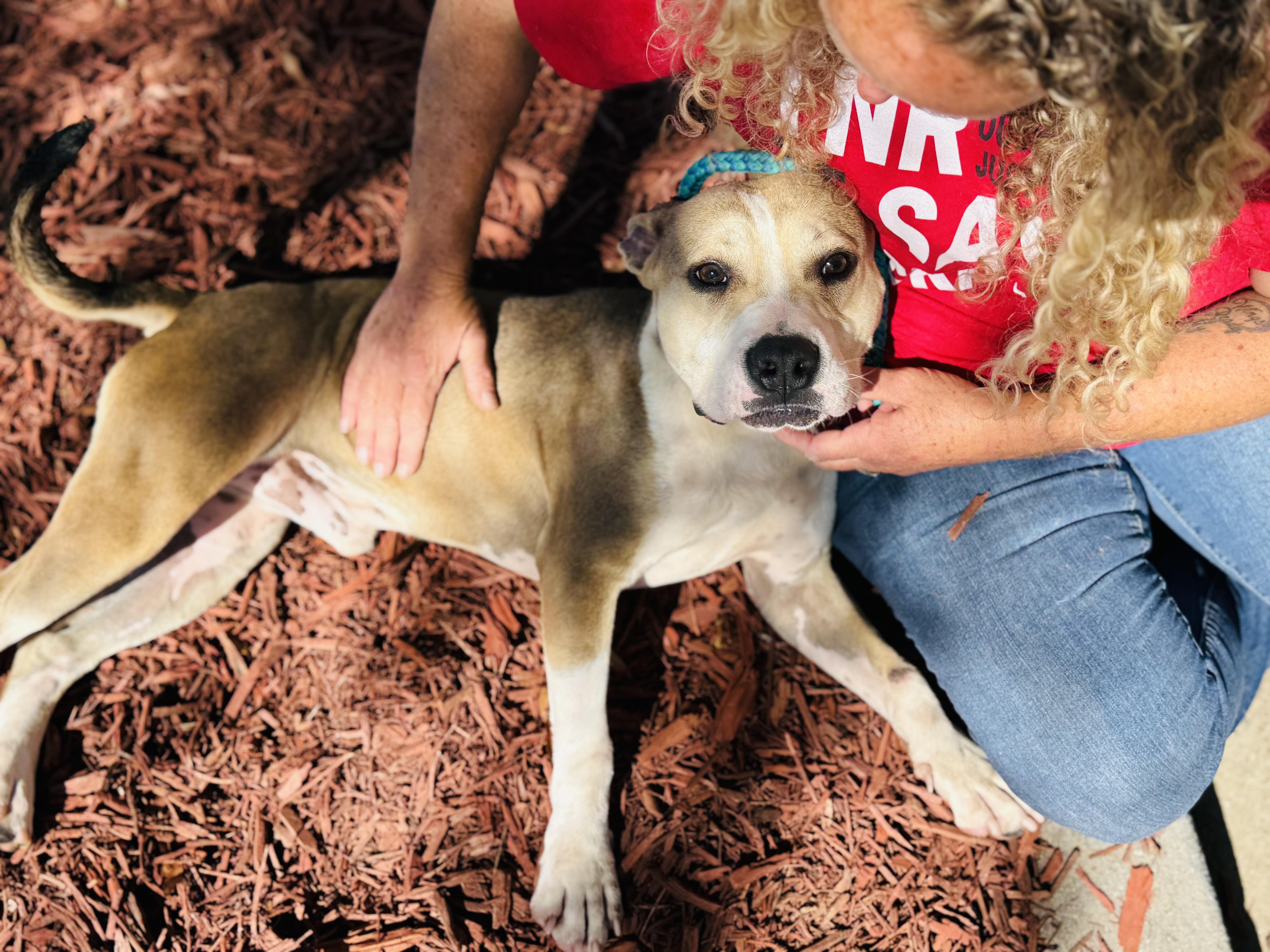 Enlarge BUSTER, a Adoptable Mixed Breed in Newborn, GA image 1/6