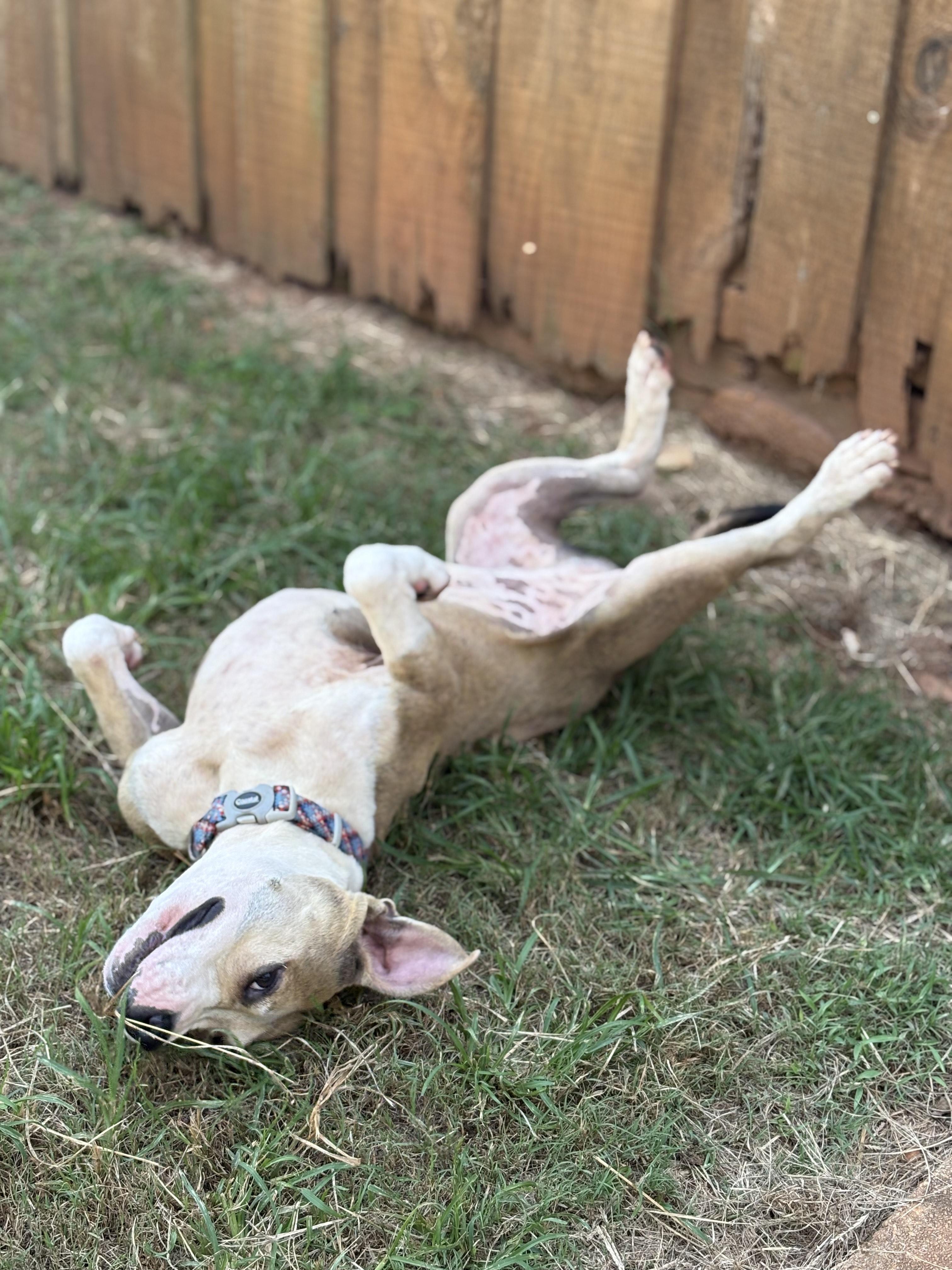 Enlarge BUSTER, a Adoptable Mixed Breed in Newborn, GA image 6/6