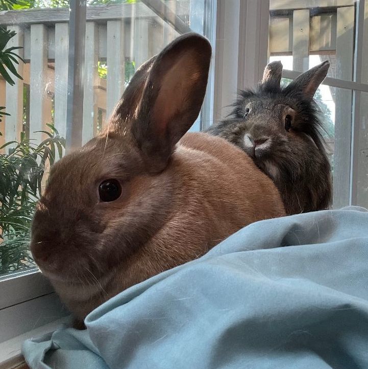 Stitch & Mertle