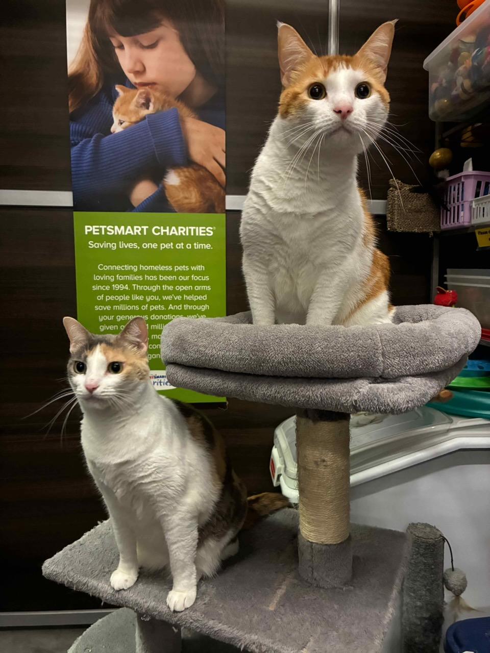 Ginger and Rex (Bonded Siblings) - Kuykendahl Petsmart