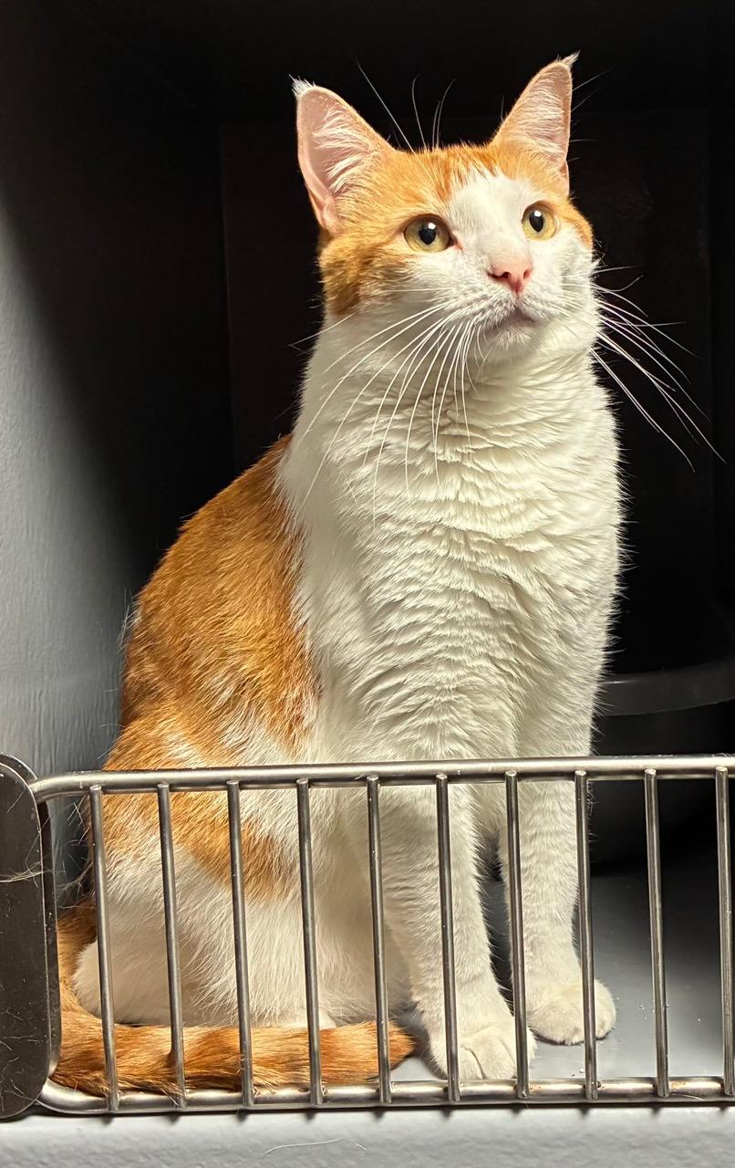 Ginger and Rex (Bonded Siblings) - Kuykendahl Petsmart