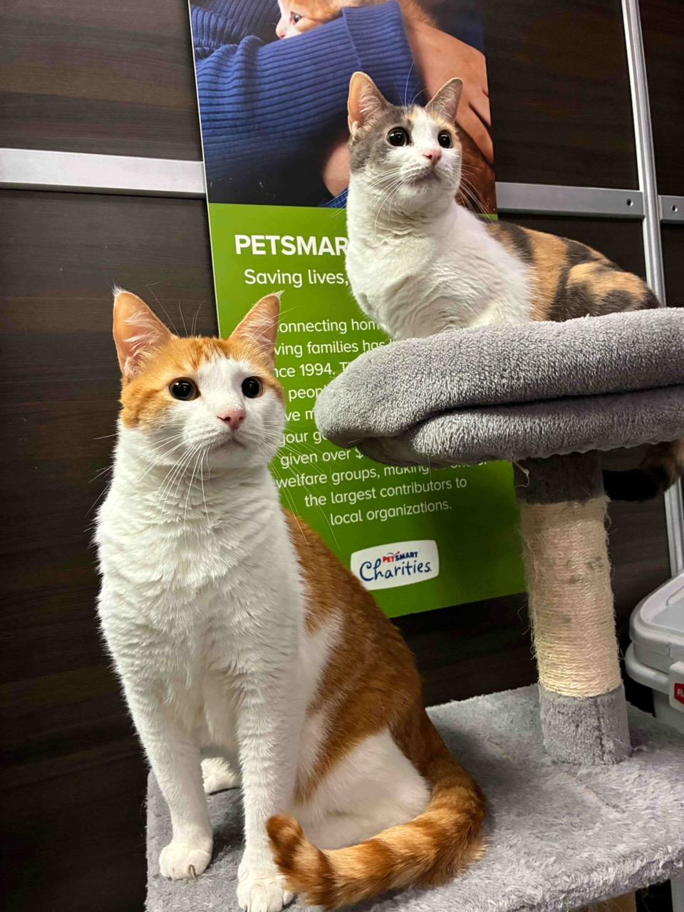Ginger and Rex (Bonded Siblings) - Kuykendahl Petsmart