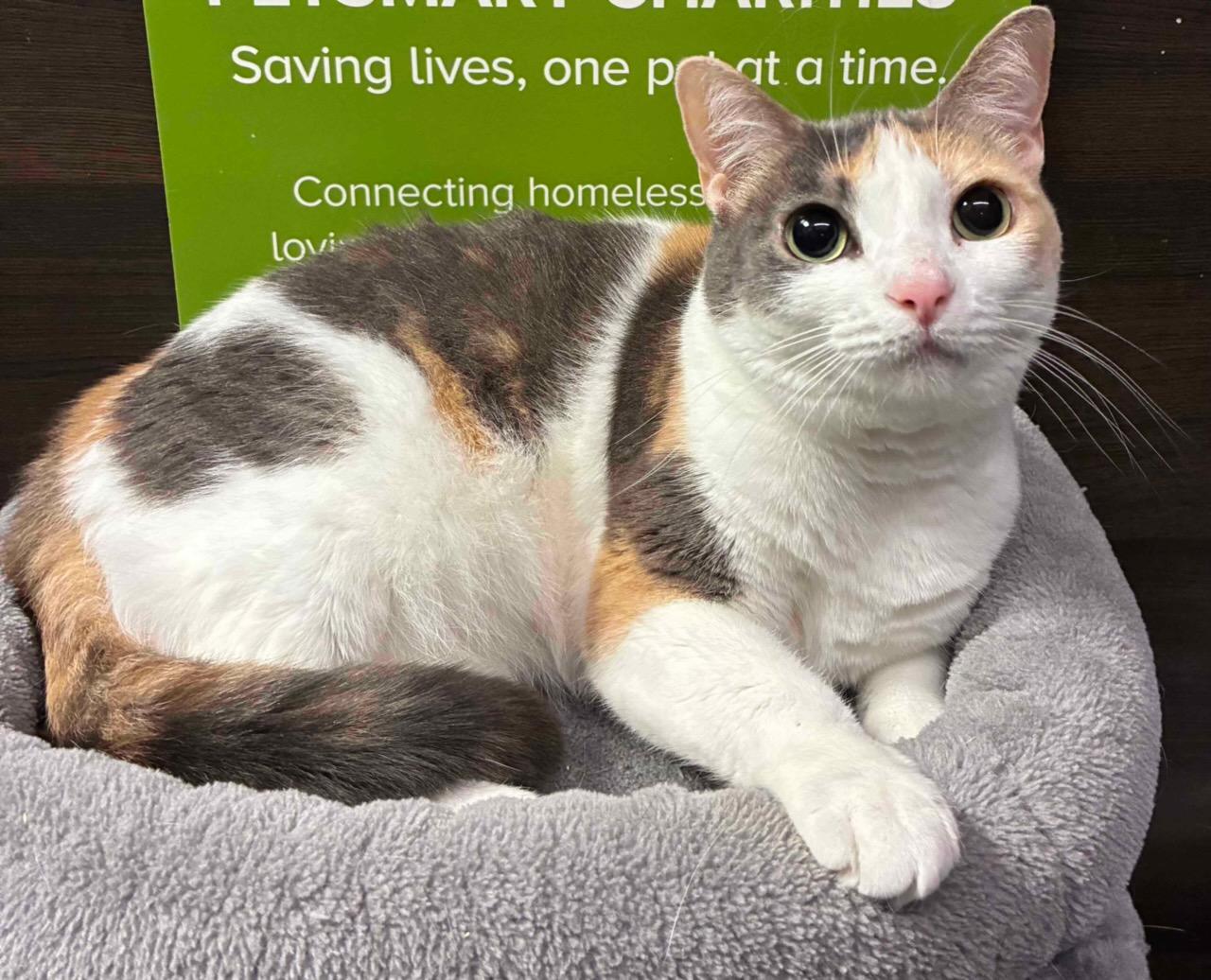 Ginger and Rex (Bonded Siblings) - Kuykendahl Petsmart