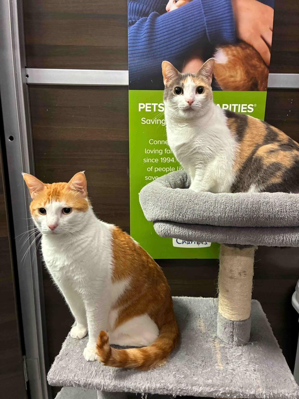 Ginger and Rex (Bonded Siblings) - Kuykendahl Petsmart