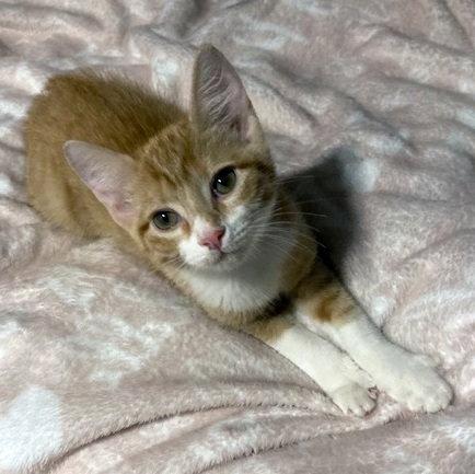 Enlarge Orion Starr, a Adoptable mixed breed in Alvin, TX image 2/3