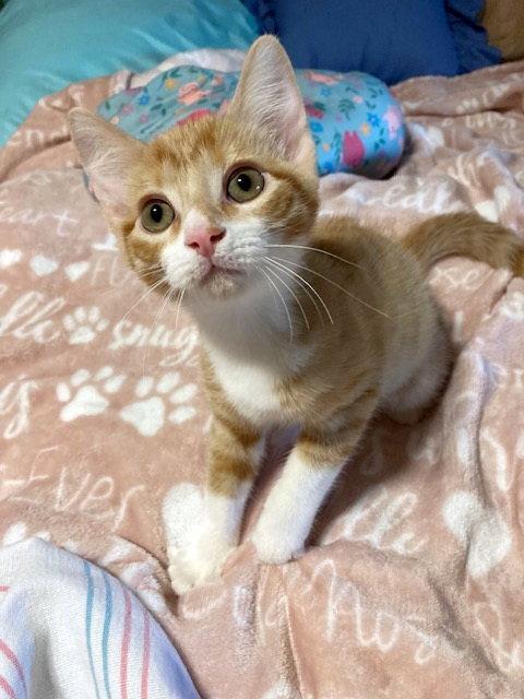Enlarge Orion Starr, a Adoptable mixed breed in Alvin, TX image 3/3