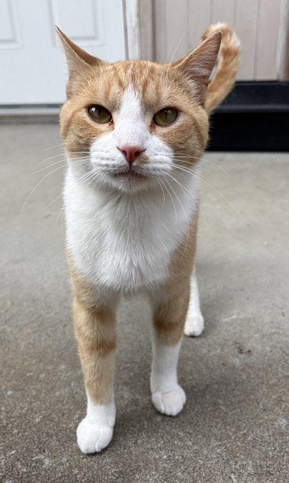 JANGO, a ADOPTABLE mixed breed in Sequim, WA image 6/6