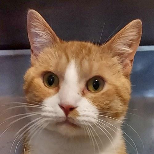 JANGO, ADOPTABLE, Young Male Domestic Short Hair.