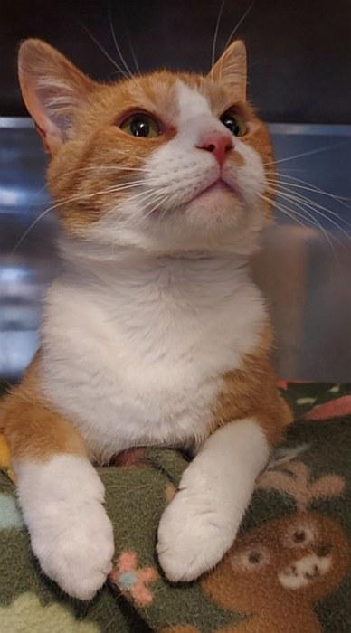 JANGO, a ADOPTABLE mixed breed in Sequim, WA image 4/6
