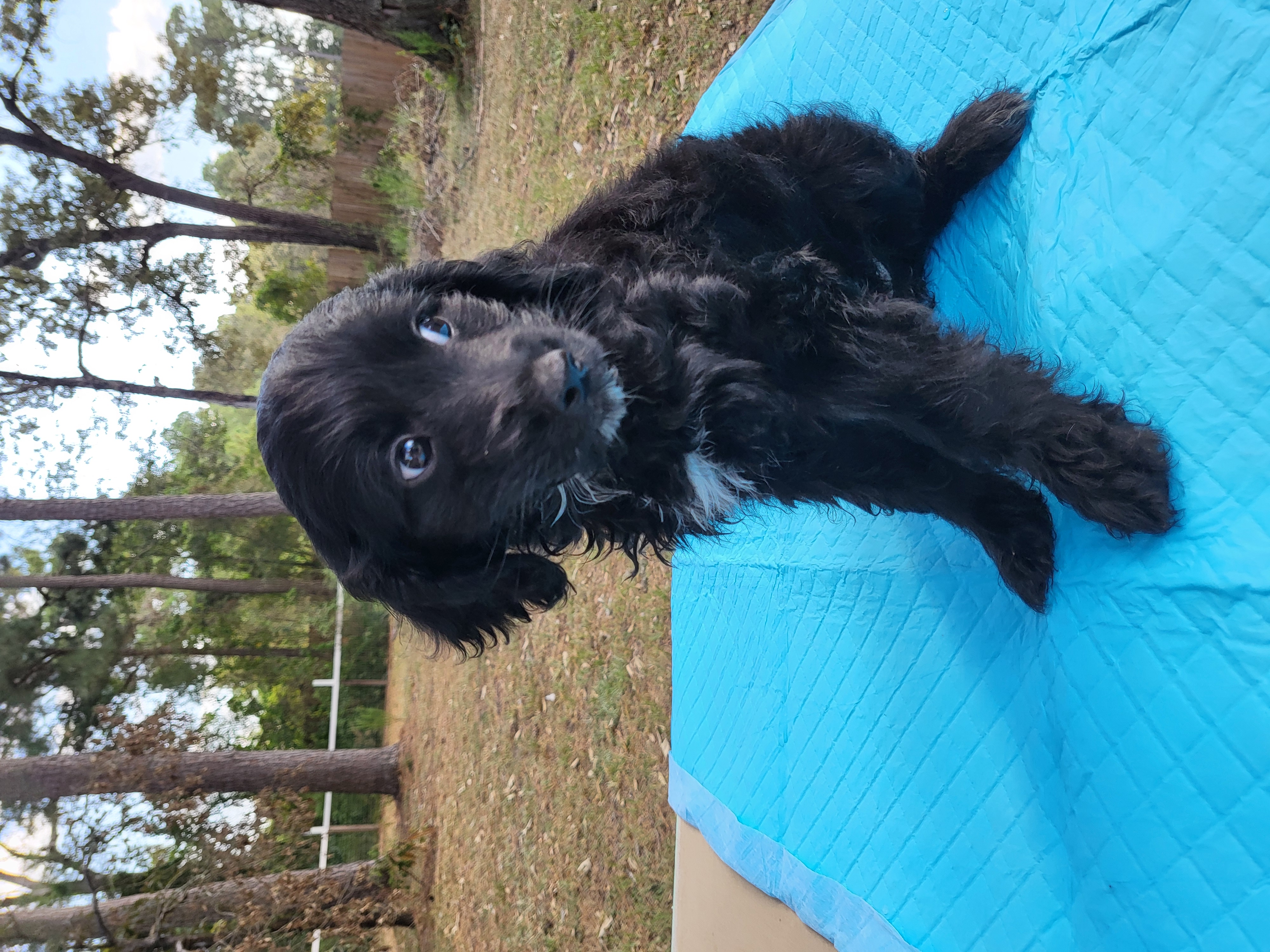 Dog for adoption Dolly, a Labradoodle Mix in East Hartford, CT