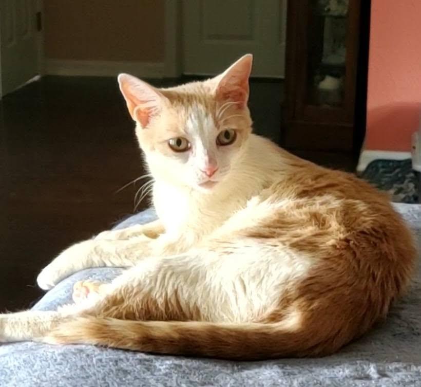 Enlarge Penny, a ADOPTABLE Domestic Short Hair in pensacola, FL image 4/5