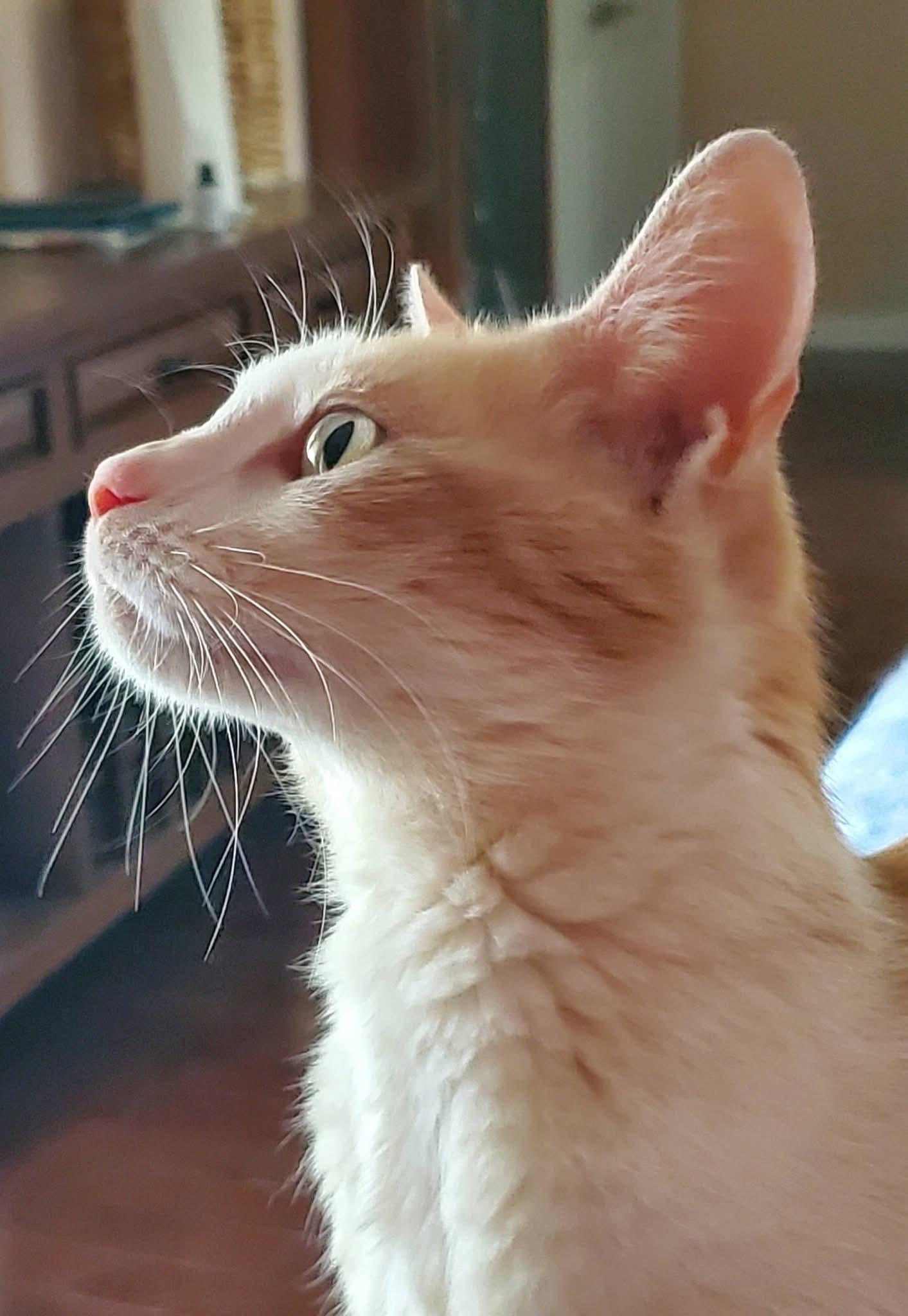 Enlarge Penny, a ADOPTABLE Domestic Short Hair in pensacola, FL image 5/5