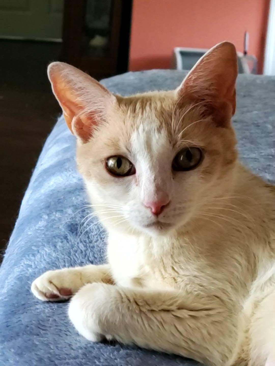 Penny, ADOPTABLE, Adult Female Domestic Short Hair.