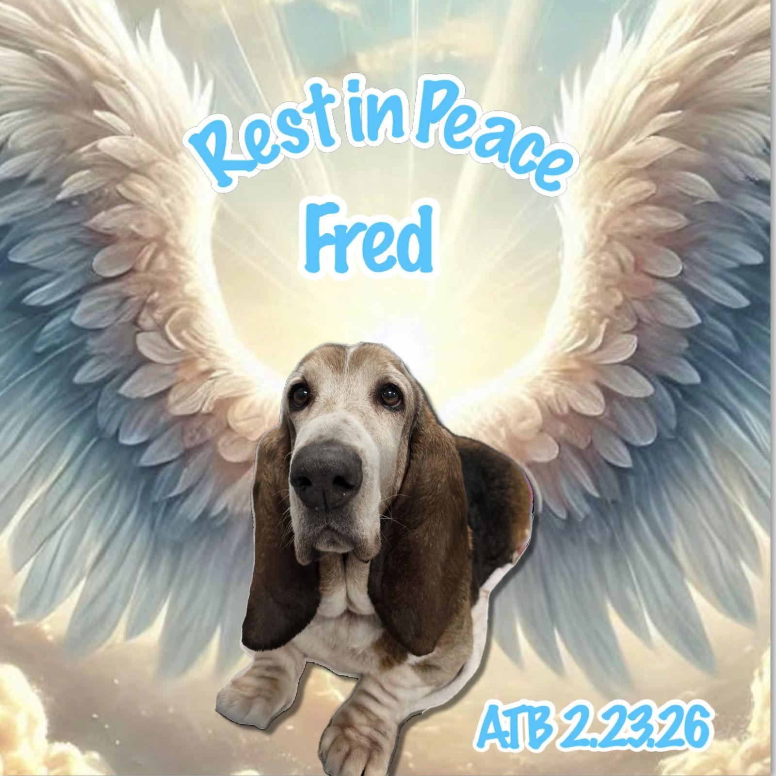 Fred ATB 2.33.26, Adopted, Senior Male Basset Hound.