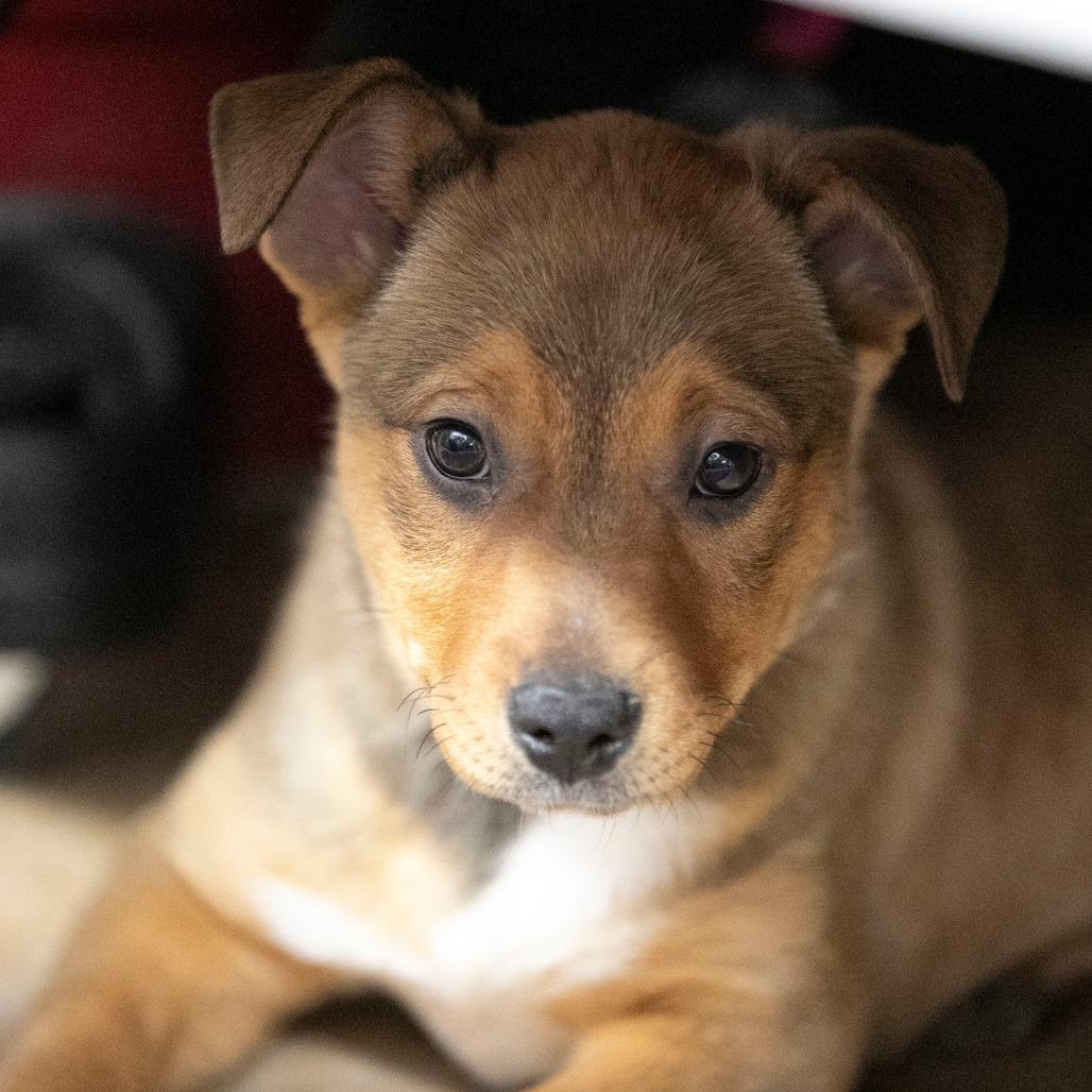 Guacamole (JA26-85), Adoptable, Puppy Female Mixed Breed.