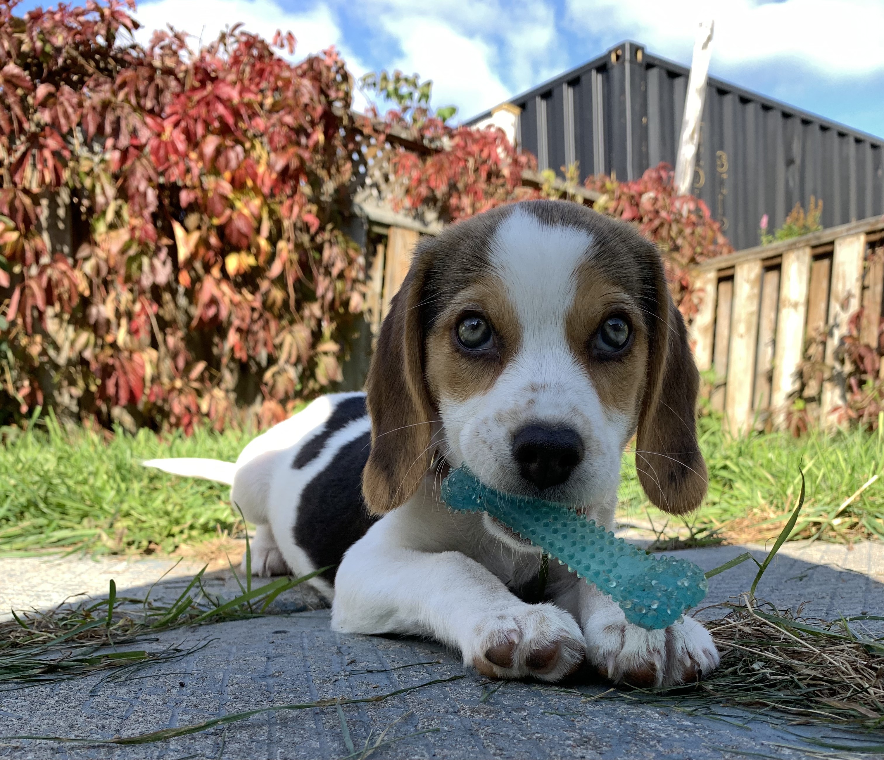Enlarge Maple, a Adopted Beagle in Kirkland Lake, ON image 1/3