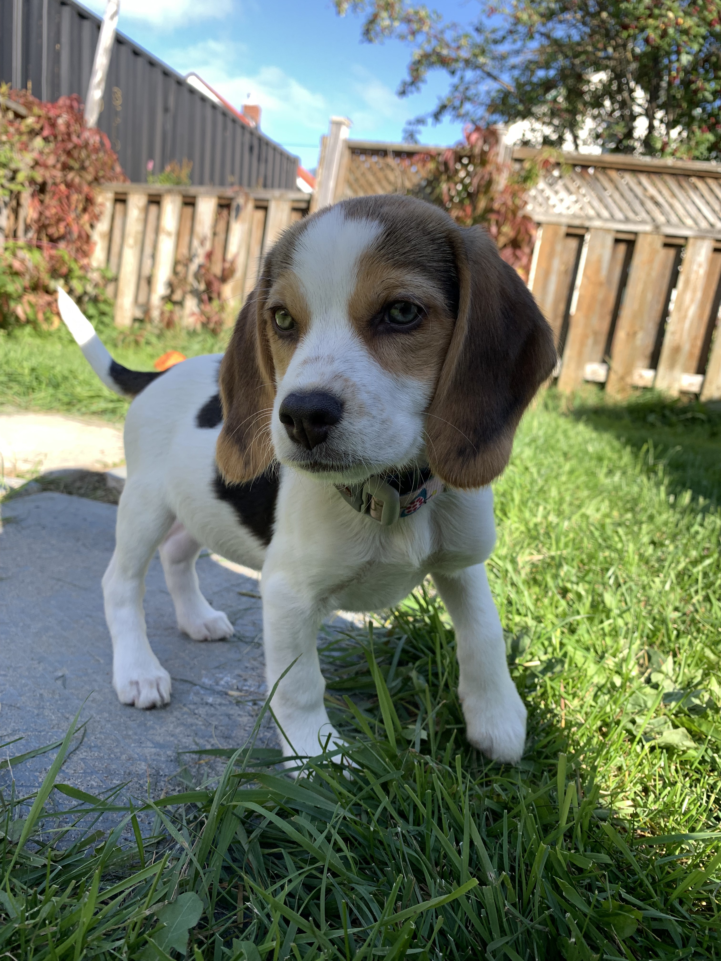 Enlarge Maple, a Adopted Beagle in Kirkland Lake, ON image 2/3