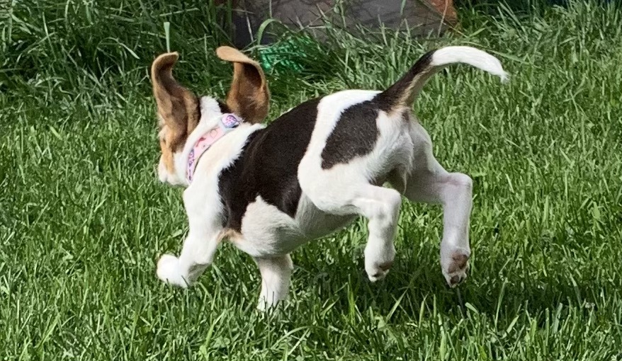 Enlarge Maple, a Adopted Beagle in Kirkland Lake, ON image 3/3