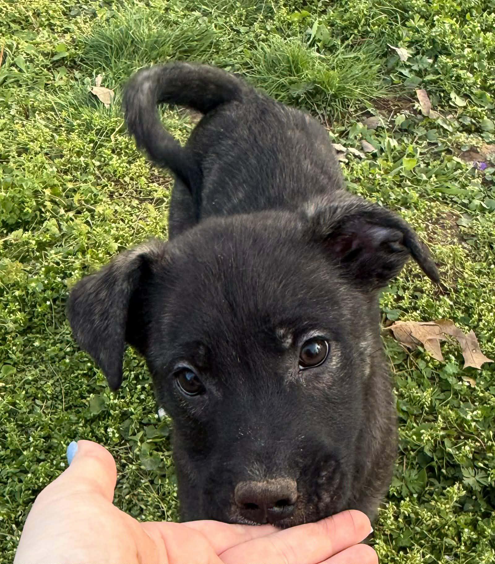 Rosie, ADOPTABLE, Puppy Female Mixed Breed.