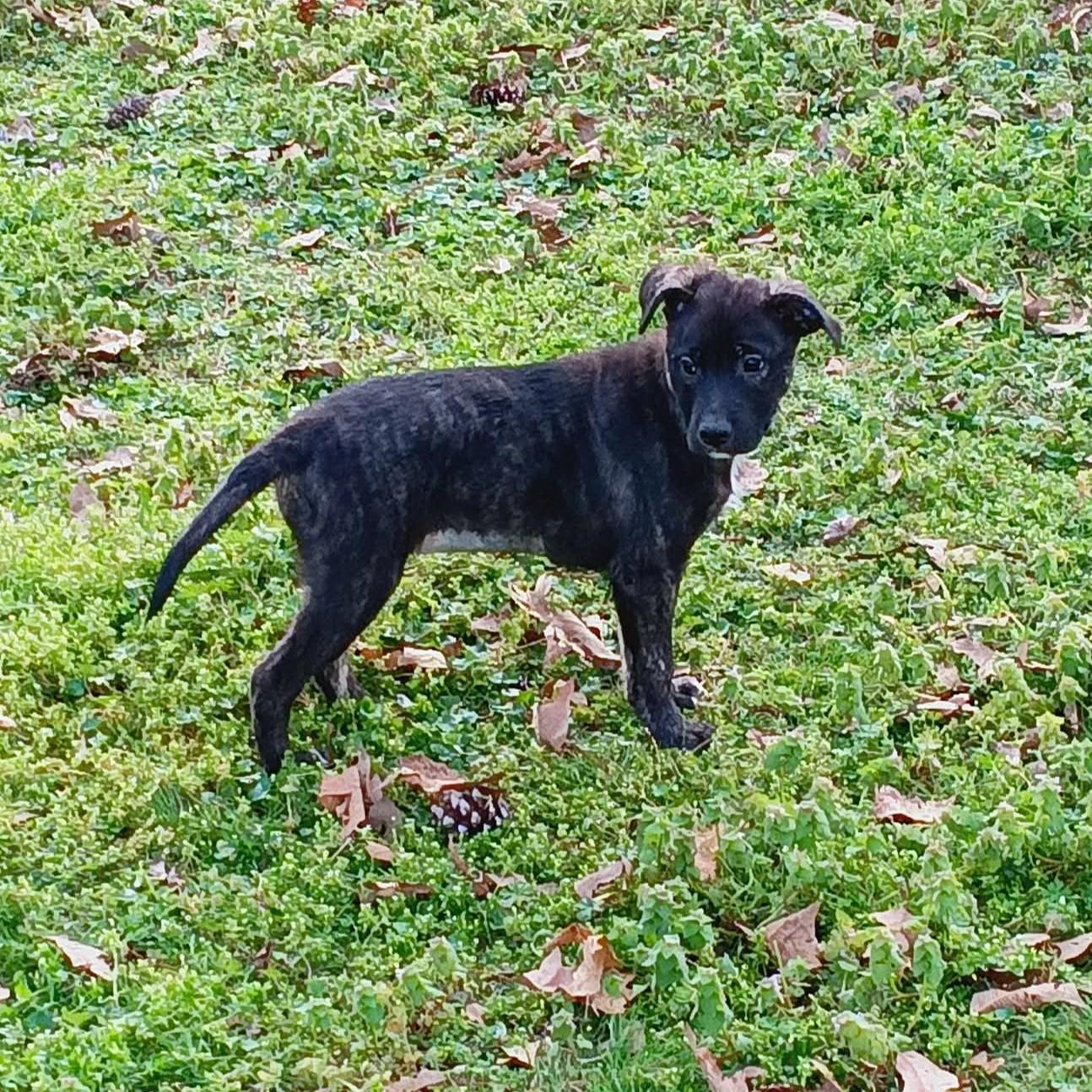 Rosie, a ADOPTABLE Mixed Breed in Northwood, NH image 2/2