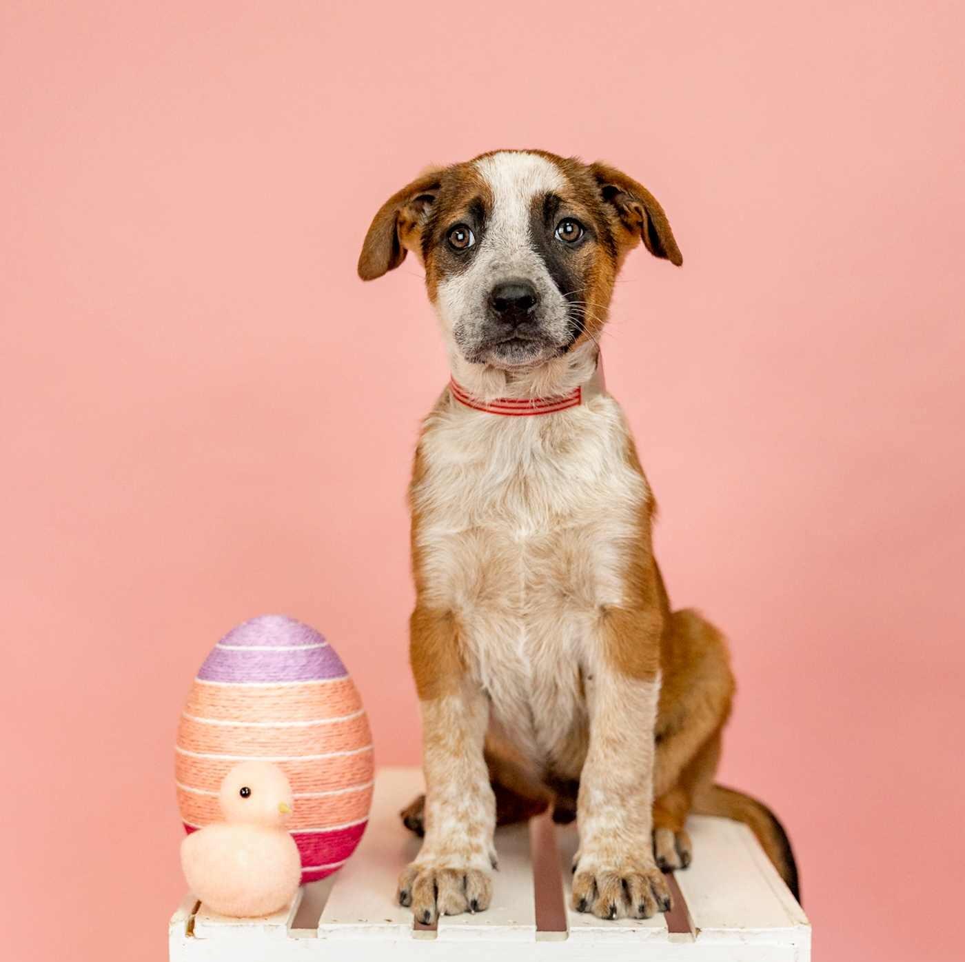 221-26, ADOPTABLE, Young Male Shepherd.