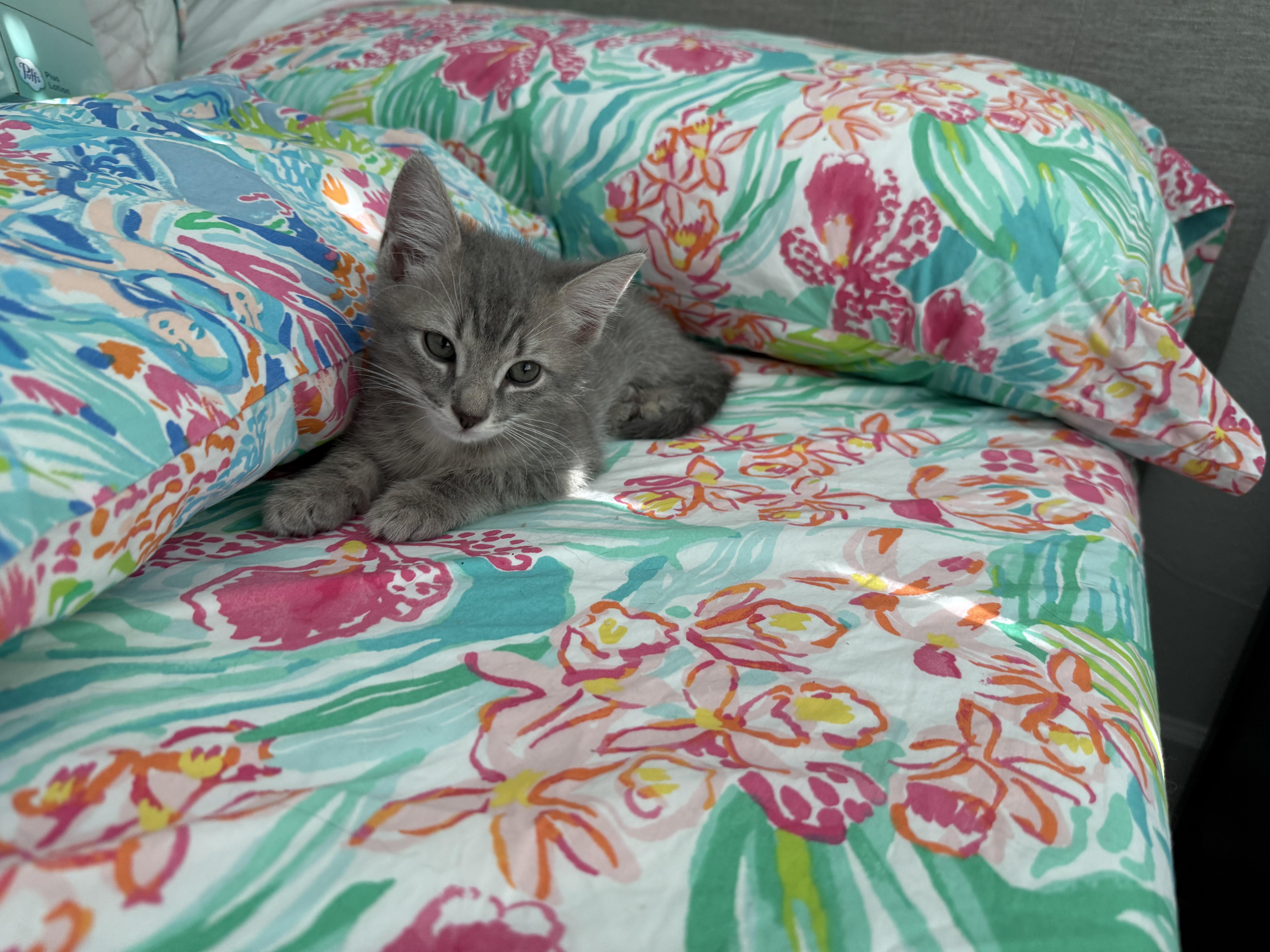 Gimlet, Adopted, Kitten Male Domestic Medium Hair.