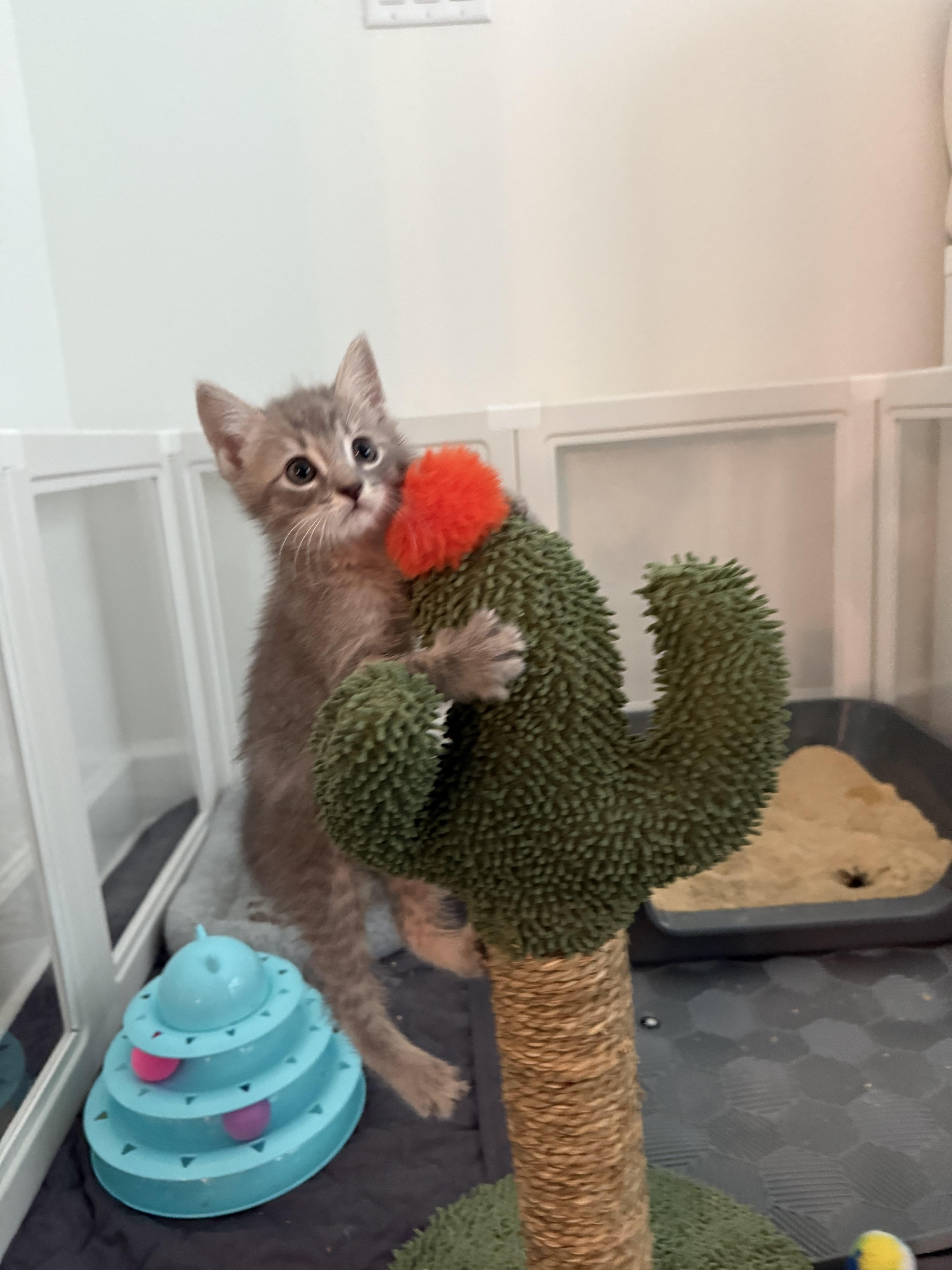 Gimlet, a Adopted Domestic Medium Hair in Ponte vedra, FL image 2/5