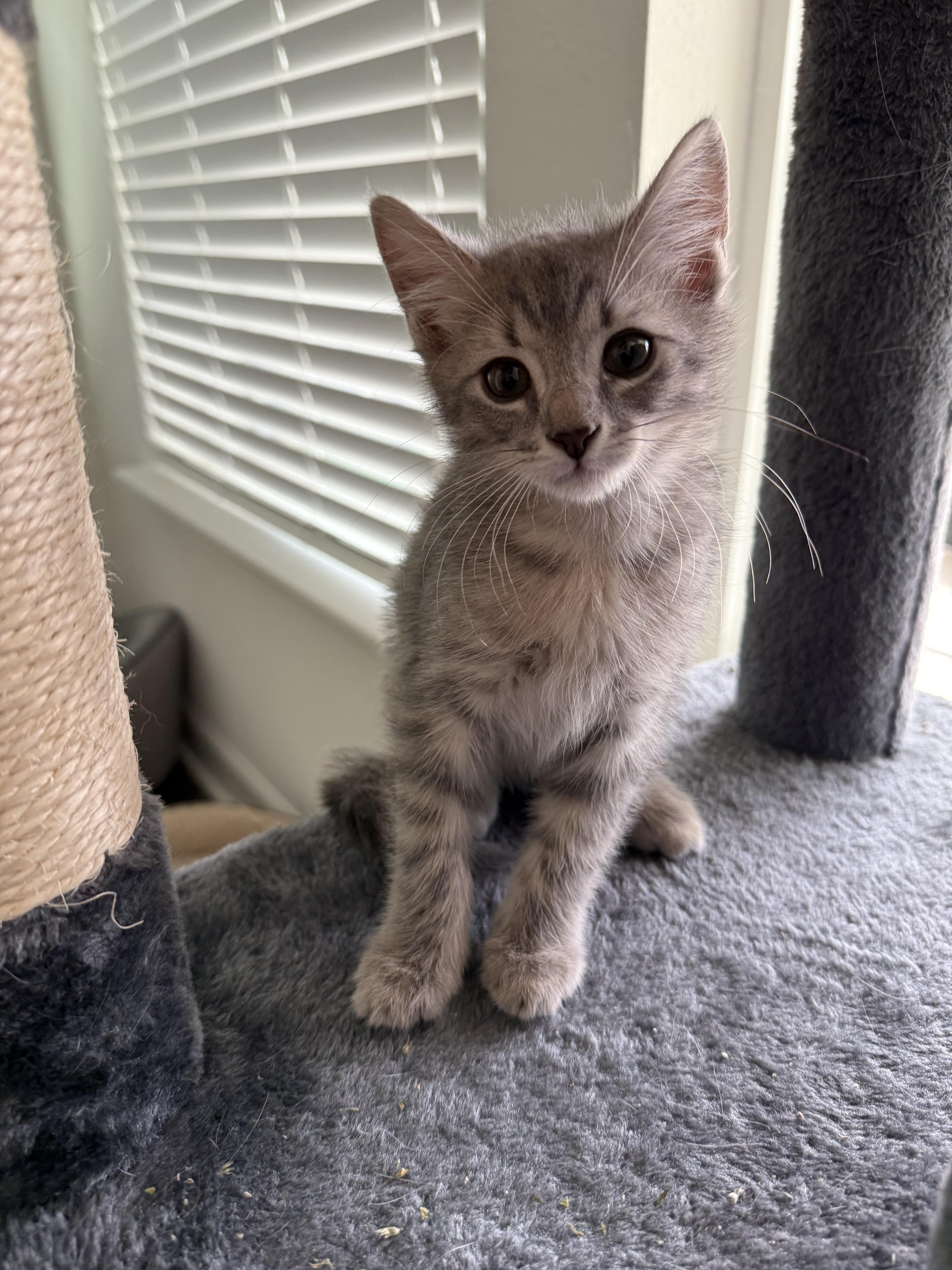 Gimlet, a Adopted Domestic Medium Hair in Ponte vedra, FL image 3/5