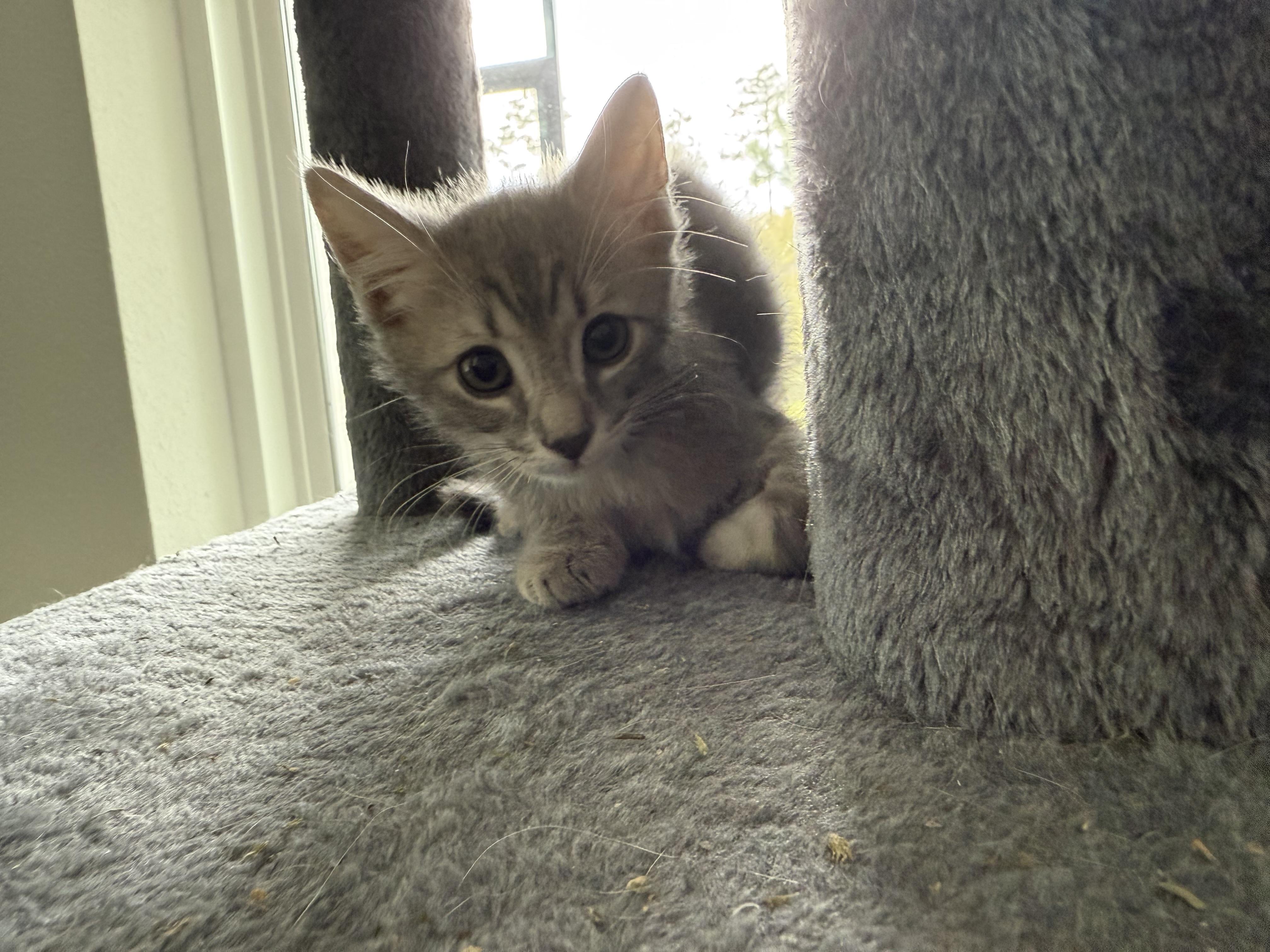 Gimlet, a Adopted Domestic Medium Hair in Ponte vedra, FL image 4/5