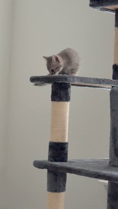 Enlarge Gimlet, a Adopted Domestic Medium Hair in Ponte vedra, FL video 5/5