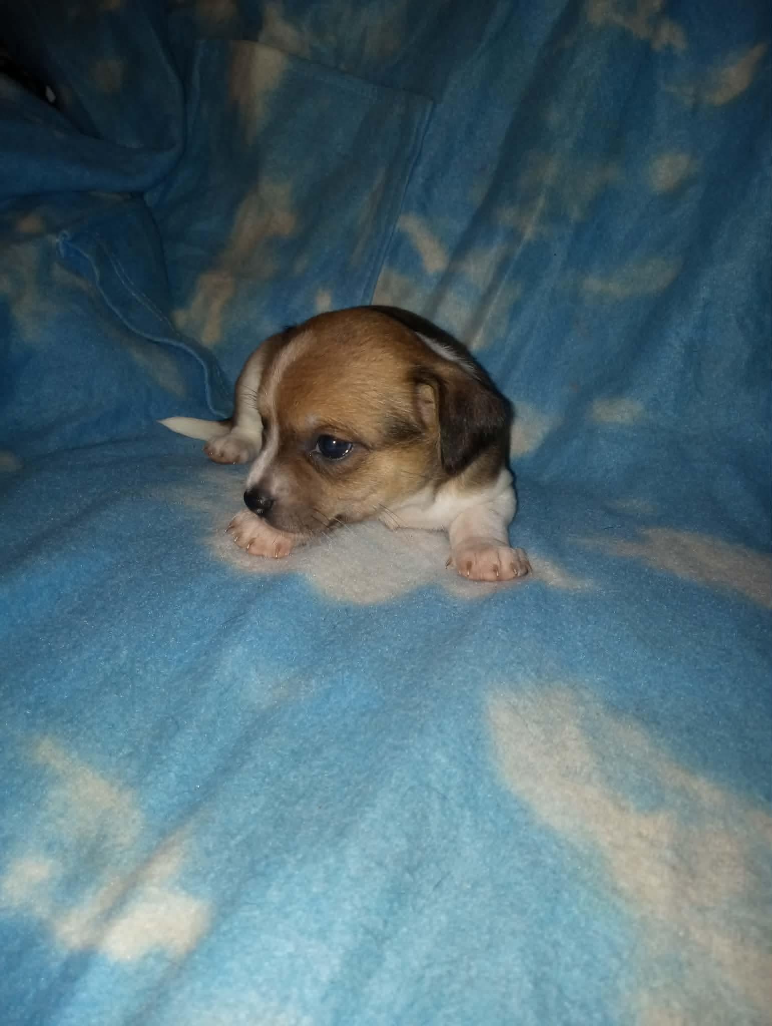 Cricket, Adoptable, Puppy Male Chihuahua.