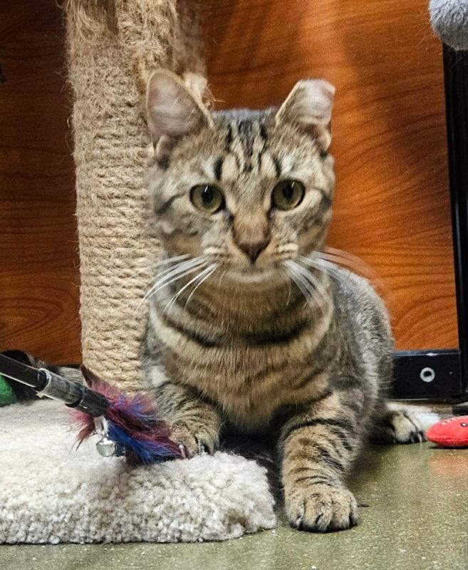 Allie AND Prince, a Adoptable Domestic Short Hair in Gonic, NH image 1/3